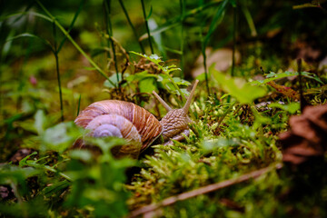 Weinbergschnecke am Waldboden