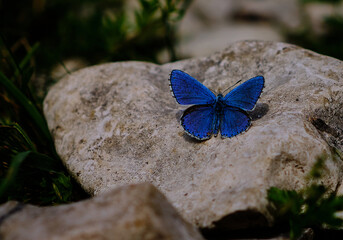 Blauer Schmetterling am Stein
