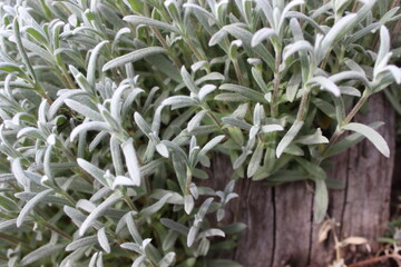 Background of small green leaves and twigs.