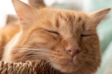 眠る猫　茶トラ猫