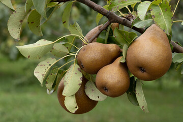 ripe pears hanging on branch in garden