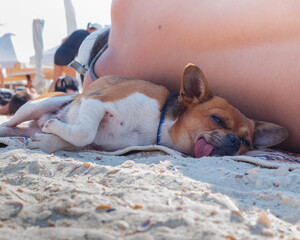 A small dog fell asleep near the back of the owner on a sandy beach on a hot sunny day.