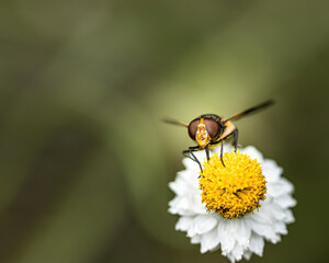 a forest hover fly on a flower