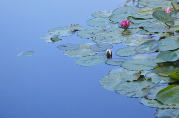 Lotus pond, Claude Monet's garden at Giverny.