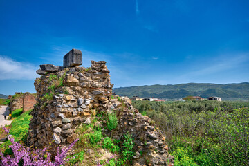 Yellow flowers and green grass. background of old and ancient city wall in nicaea (iznik Bursa)...