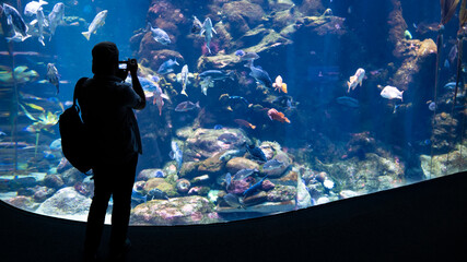 Silhouette of an unidentified man watching the fish in an oceanarium