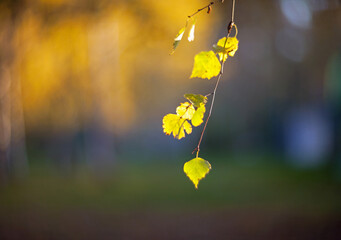 Closeup Yellow autumn leaves of a birch  on a tree branch lit by the bright sun on a blurred background of trees.