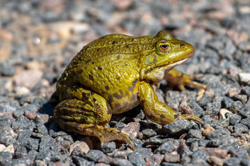 frog on a stone