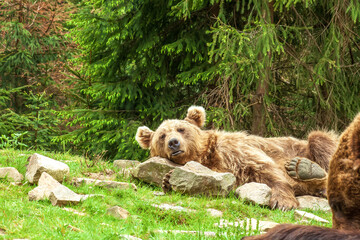 Sleeping Syrian brown bear on rocks near green fir forest