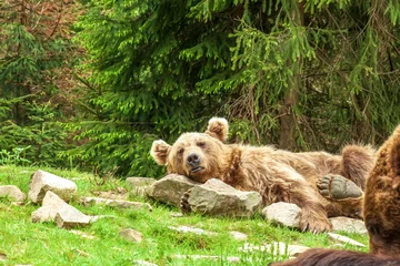 Foto auf Acrylglas Sleeping Syrian brown bear on rocks near green fir forest © dmf87