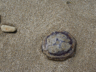 Fototapeta na wymiar eine kleine Qualle im Sand