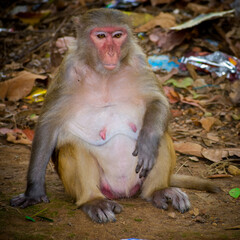 portrait of a macaque