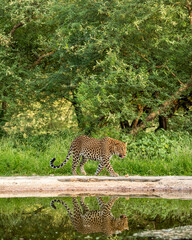 Indian wild male leopard or panther walking with reflection in water at waterhole during monsoon season outdoor wildlife safari at forest of central india - panthera pardus fusca