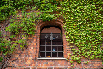 Arch window on antique brick wall of medieval castle with  climbing plant, green ivy or vine plant covering. Detail of building and architecture.