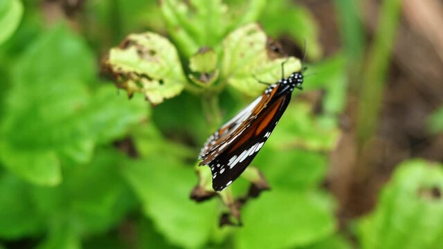 Black Veined Tiger Butterfly on green leaf of tree plant in forest, Patterned orange white and black color on on wing of Tropical insect