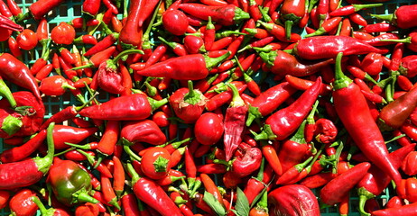 
Chilli is the common name given to the berry obtained from some spicy varieties of the Capsicum...