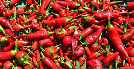 
Chilli is the common name given to the berry obtained from some spicy varieties of the Capsicum genus of plants used mainly as a condiment