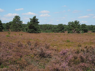 Die Mehlinger Heide bei der pfälzischen Ortschaft Mehlingen ist die größte Heide Süddeutschlands