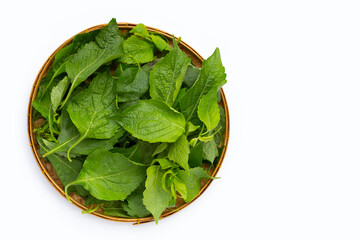 Tree Basil leaves (Ocimum gratissimum) in bamboo basket on white background.
