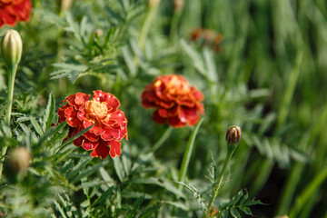 Obraz premium Red flowers in the flowerbed, flowers in the garden in the garden, Zinnia close-up