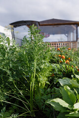 Naklejka premium Young carrots grow in the garden at their summer cottage