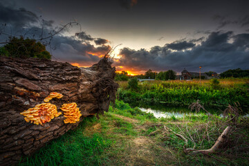 Beautiful sunset over the settlement of Trade Factory in Pruszcz Gdanski, Poland.