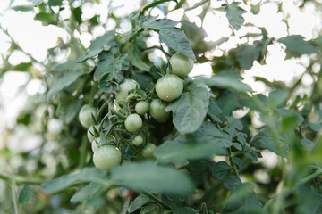Green cherry tomatoes on bush in a greenhouse in the garden