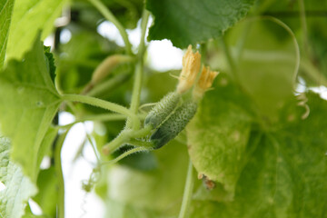 Small cucumbers grow on a bush in a garden bed at a summer cottage