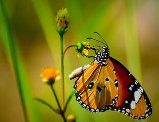 gorgeous butterfly on flower