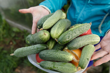 Fresh ugly cucumbers. The girl collected the harvest from the greenhouse into a bowl