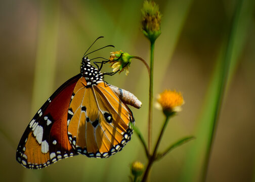 plain tiger butterfly on flower