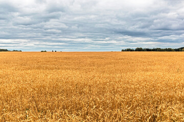 field of yellow ripe wheat on a cloudy day