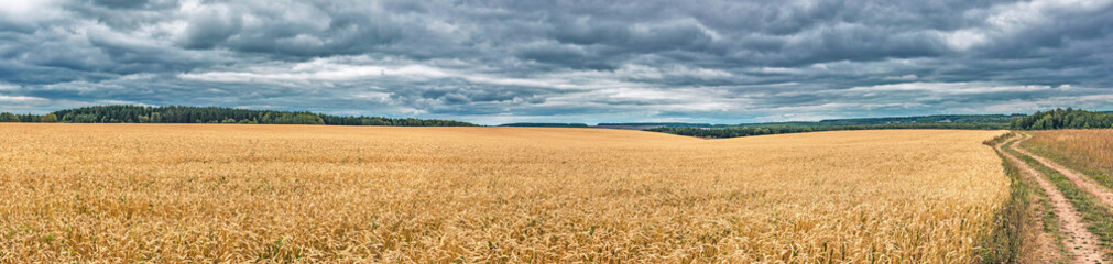 field of yellow ripe wheat on a cloudy day