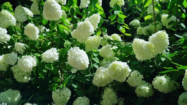 White hydrangea (hortense) in bloom.