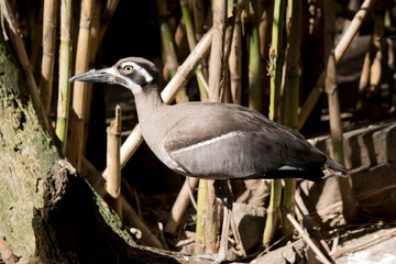 the beach stone curlew is a brown bird with 2 white stripes