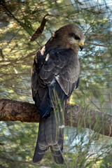 the black kite is perched on a branch