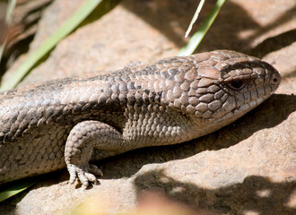 this is a side view of a blue tongue lizard