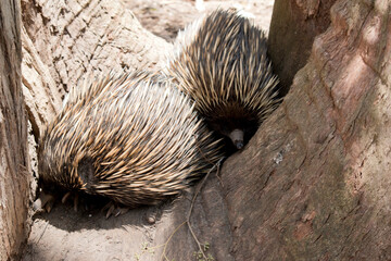 the two echidnas are searching for ants