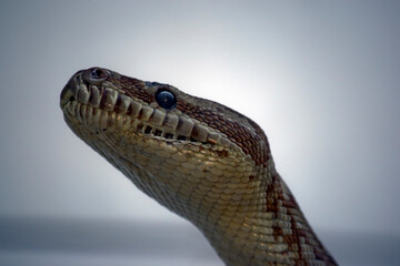 this is a close up of a carpet python