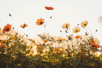 yellow cosmos flower blooming in the field, vintage tone . The Cosmos Flower of grassland .beautiful nature landscape