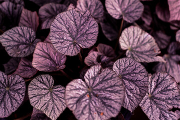 tropical leaf forest glow in the dark background heart shape fprm of love beautiful texture