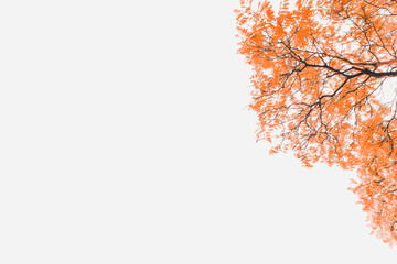 Autumn background with golden maple and oak leaves.  background with red, orange, brown and yellow falling autumn leaves
