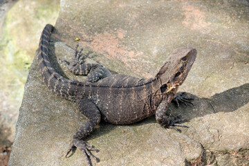 the water dragon lizard is climbing on the rocks
