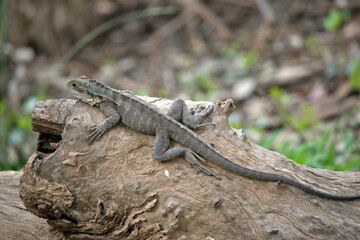 Obraz premium the water dragon lizard is climbing on a log