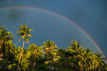 Rainbow Palm Trees Tropical .