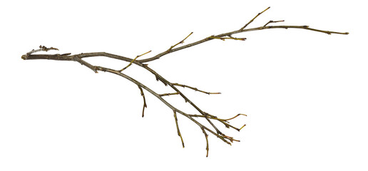 Dry twig isolated