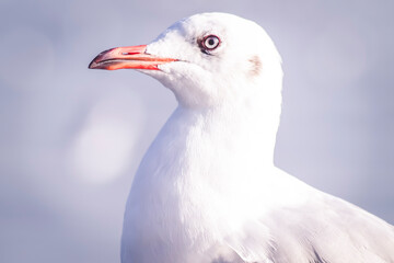 Seagull Flight, Sea Bird Flying Through Blue Sky Blue sea white bright tone nature can retreat your day from everyday life living travel seascape blur blue tone background