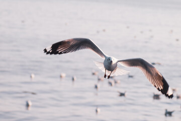 Seagull Flight, Sea Bird Flying Through Blue Sky Blue sea white bright tone nature can retreat your day from everyday life living travel seascape blur blue tone background
