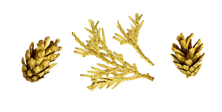 Set of pine cones and twigs of thuya painted with gold isolated. Christmas decoration.