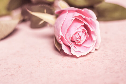 Close-Up of single pastel colored pink Rose flower .valentine pink pale rose background